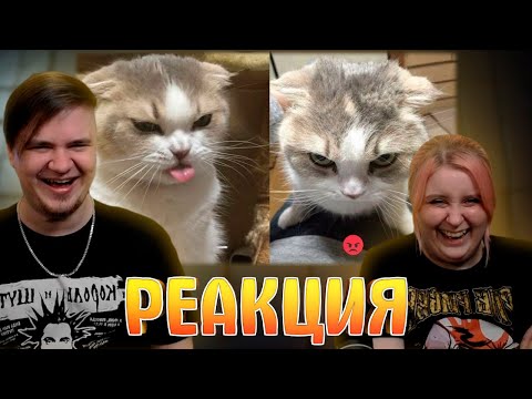 Видео: РЕАКЦИЯ НА The funniest animals of 2024 😅 The funniest cats videos 😹 Part34