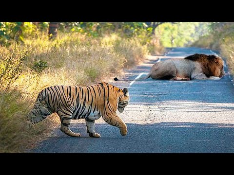 Видео: Этот Огромный Тигр Встретил Льва! Вот Что Было Дальше....