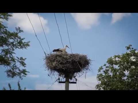 Видео: Про село Вербка