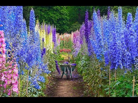 Видео: КАК ВЫРАСТИТЬ ДЕЛЬФИНИУМ ИЗ СЕМЯН