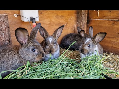 Видео: ОТСАЖИВАЕМ КРОЛЬЧАТ ОТ КРОЛЬЧИХИ🐰СКОЛЬКО САМЦОВ 🐰 СКОЛЬКО САМОК🐰