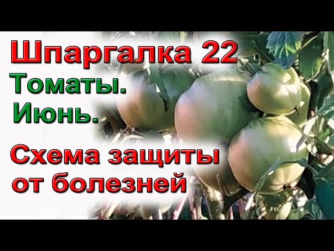 Видео: ШПАРГАЛКА 22. Томаты. Болезни. Схема обработки.