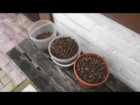 Видео: Собрана чуфа (земляной миндаль), итоги выращивания.