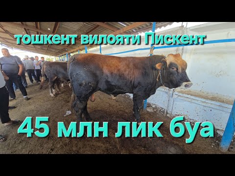 Видео: ТОШКЕНТ ВИЛОЯТИ ПИСКЕНТ ТУМ ЧОРВА БОЗОРИ БУКАЛАР КАТОРИ 10.09.2025