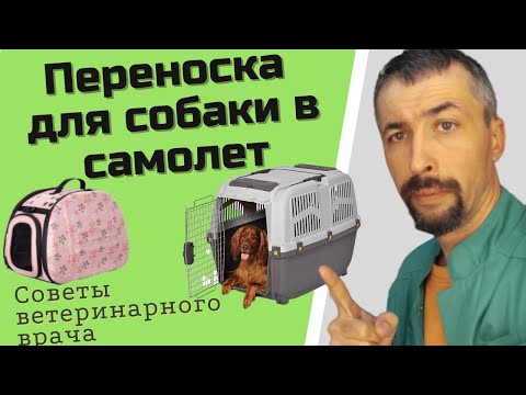 Видео: переноска для собаки в самолет