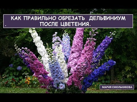 Видео: Как правильно обрезать дельфиниум после цветения.