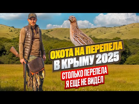 Видео: Куча перепела, собаки в шоке. Столько перепела я еще не видел. Сезон охоты 2025