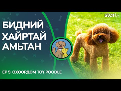 Видео: "Бидний хайртай амьтан" | Toy Poodle эелдэг нохой мөн үү ?
