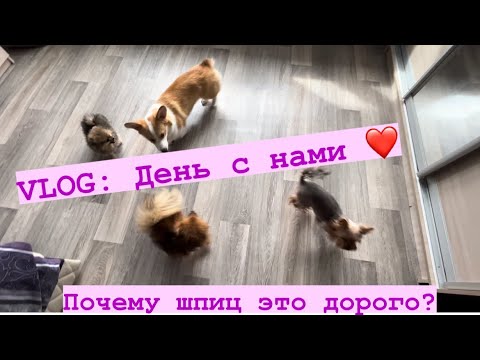 Видео: VLOG: ДЕНЬ С НАМИ❤️щенок шпица, йорк,корги. Новый корм| почему щенки не дешёвое удовольствие?