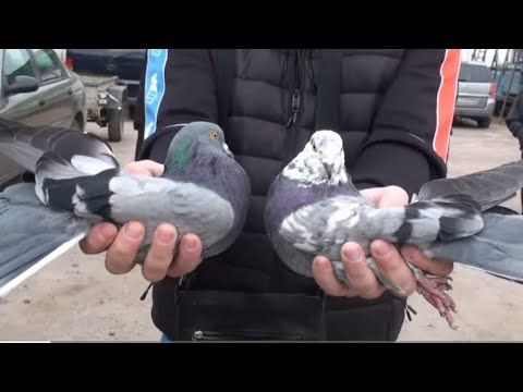 Видео: Випускаємо голубів на ярмарку у Дніпрі