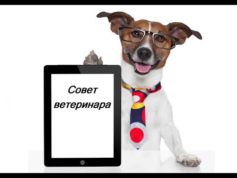 Видео: Совет ветеринара. Как понять, что у собаки перелом