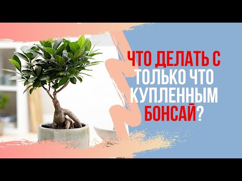 Видео: Что делать с купленным бонсай? Как пересадить купленный бонсай? What to do with new bonsai?