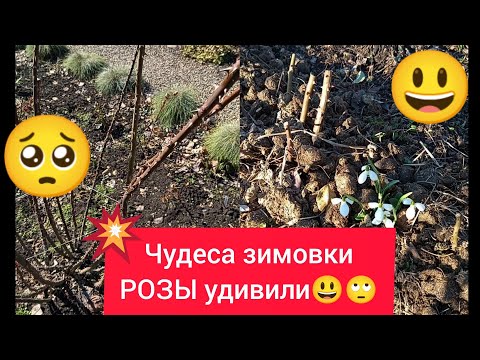 Видео: Вот и верь зонам зимостойкости после этого😳😁РОЗЫ удивляют, мягко сказано🤯+ обрезка для начинающих🌹🪚😉