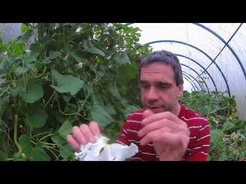 Видео: Выращивание лагенарии на северо западе