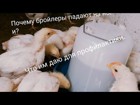 Видео: Бройлеры падают на ноги? Причина. Профилактика. Когда и что даю, им что бы это не случилось.