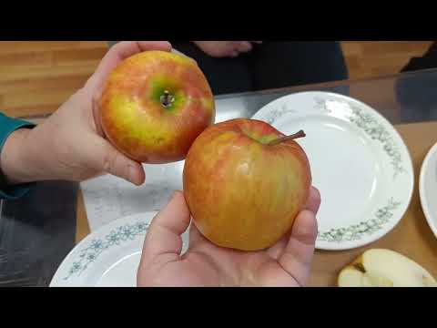 Видео: 🍎ДЕГУСТАЦИЯ СОРТОВ ЯБЛОНИ🍎 6 01 24