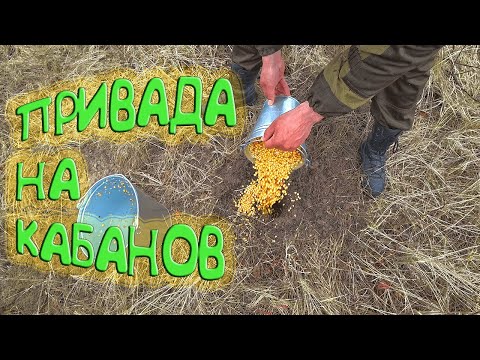 Видео: Пока делали приваду на КАБАНОВ вокруг бегали КОСУЛИ и летали УТКИ. Как делать приваду на кабана