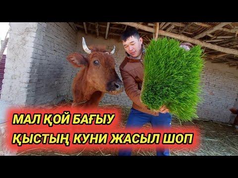 Видео: ГИДРОПОНИКА,ҚЫСТЫҢ  КУНИ ЖАСЫЛ ШОП,МАЛҒА ЖЕМ ҚАЛАЙ БЕРЕМИЗ???