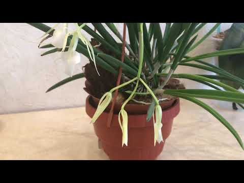 Видео: Брассовола. Brassovola Litle Star.
