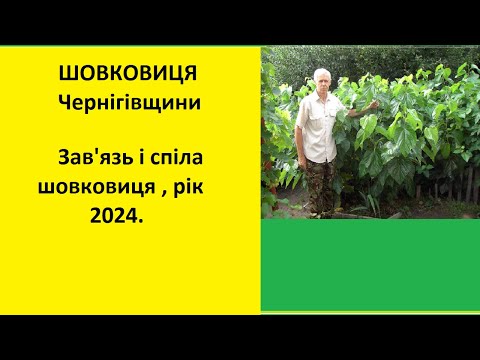 Видео: Зав'язь і спіла шовковиця,рік 2024.