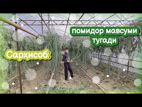 Видео: Помидор тугади. Неча пулга сотдик?