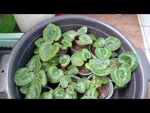 Видео: 🌸 СЕКРЕТЫ успешной пересадки деток цикламенов 🌸 Часть 5