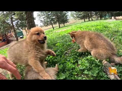 Видео: ЩЕНКИ КАРЕЛО-ФИНСКОЙ ЛАЙКИ в августе 2025! :: PUPPIES of FINNISH SPITZ in August 2025!
