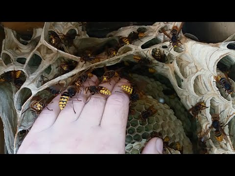 Видео: Гнездо Шершней на Балконе , 21 Сентября 2023 г