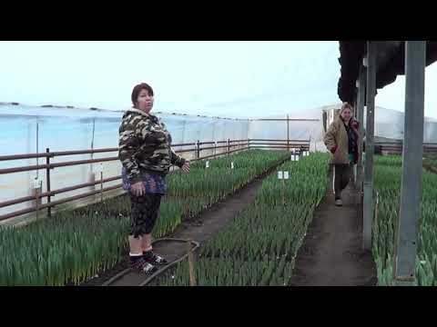 Видео: Выгонка тюльпанов. Теплицы наших клиентов 6