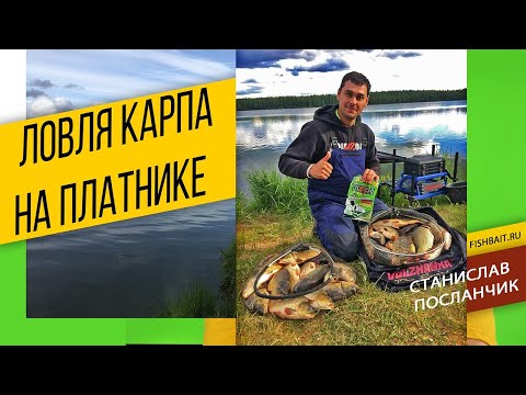 Видео: Ловля карпа на платнике