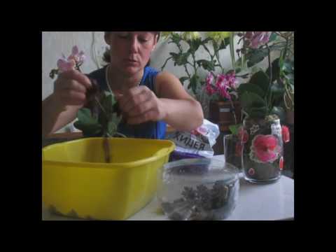 Видео: Как посадить орхидею в закрытую систему.