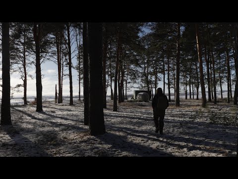 Видео: Прогулка в сосновый лес