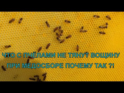 Видео: Подсолнух цветёт а ВОЩИНУ ПЧЁЛЫ НЕ ТЯНУТ ☝️🐝🐝