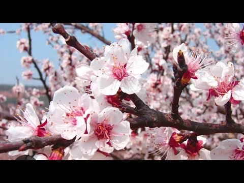 Видео: Жеміс ағашының гүлі түйнекке айналуы үшін.