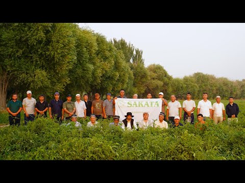 Видео: 26-Июль куни Сурхондарёда Сюзана Плюс F1 помидорига ўтказилган семинардан лавҳалар (Suzana Plus F1)