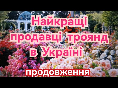 Видео: Улюблені продавці саджанців троянд🌹♥️ ( а також ті, яких розлюбила😉)