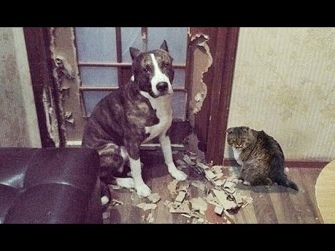 Видео: 😺 Домашние вредители! 🐶 Смешное видео с собаками, кошками и котятами! 🐱