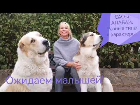 Видео: САО и АЛАБАИ. Разные типы и характеры.       Осенние новости.