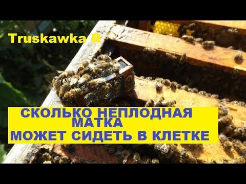 Видео: #Пчёлы. Как долго можно продержать #матку в клеточке. И почему.