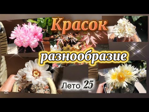 Видео: Лето вам не Зима ))