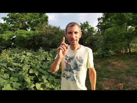 Видео: Рецепт вкуснейших маринованных огурцов