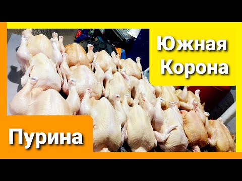 Видео: ПУРИНА или ЮЖНАЯ КОРОНА? НАШ ДОХОД, КОНВЕРСИЯ КОРМОВ, РЕЗУЛЬТАТ.