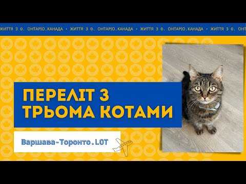 Видео: Переліт з трьома котами  Варшава - Торонто  LOT