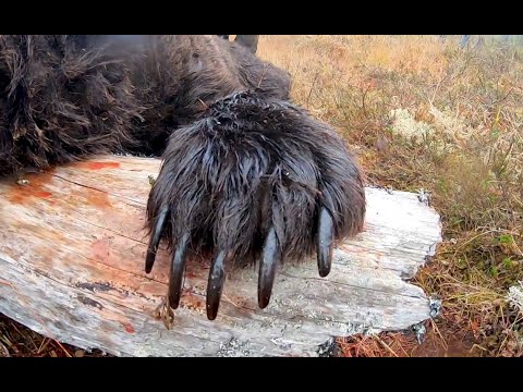 Видео: Самый большой медведь за последние 5 лет. The largest bear in the last 5 years.