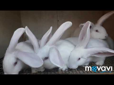 Видео: Вес Кроликов в 2,5 месяцев. Белые Великаны.