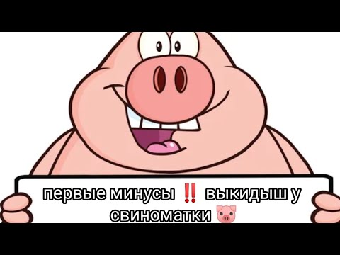 Видео: выкидыш у свиноматки 🐷. наши первые минусы‼️🤔