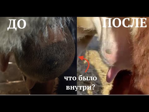 Видео: ВЫЛЕЧИЛ ТЯЖЕЛЫЙ МАСТИТ У КОРОВЫ ГЕРЕФОРД