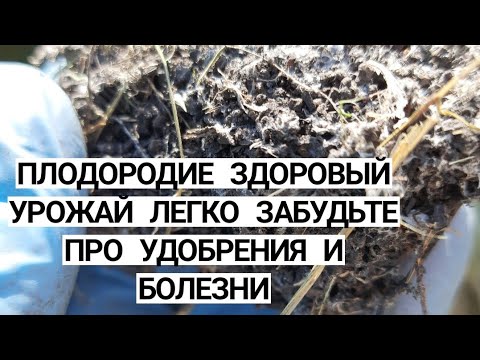 Видео: Почва для клубники Как вырастить здоровый урожай
