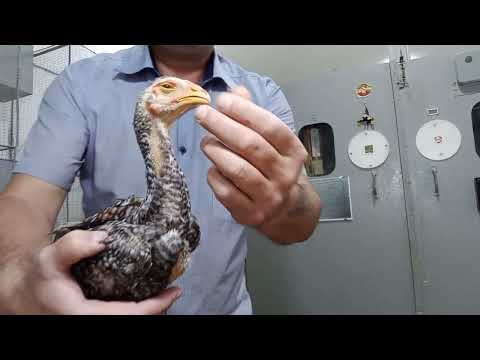 Видео: жу́жа сотиб олишда нималарга этибор бериш керак