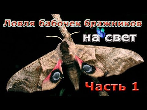 Видео: Ловля ночных бабочек бражников на свет.  Часть 1.